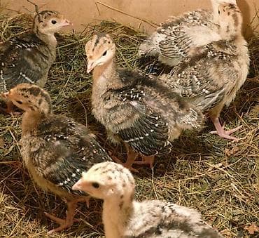 Индюки: Продаю | Цыплята — 1