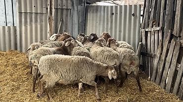 Продаю | Овца (самка) | Для разведения | Матка