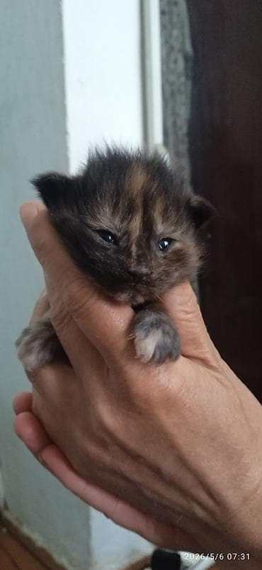 Мейн-Куны🥰. Предлагаются для раннего бронирования 3 сыночка и лапочка — 7