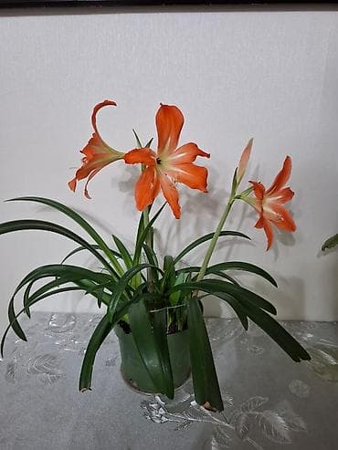 фикус цена: Гипеаструм, кызгылт гулдойт. 500сом. Новопавловка, Тынчтык — 2