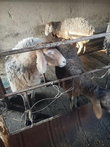 Баран, овца: Продаю | Баран (самец) | Для разведения | Племенные — 2