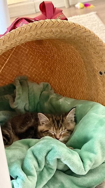 русская дымчатая кошка: Скотиш Страйт (Шотландская прямоухая), 2 месяца, Девочка, Приучена к лотку, Проглистована, С документами — 2