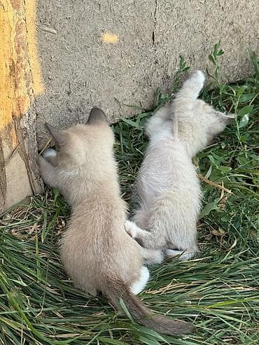 scottish fold: Котята домашние, игривые и общительные. - Окрас: есть светлые — 2