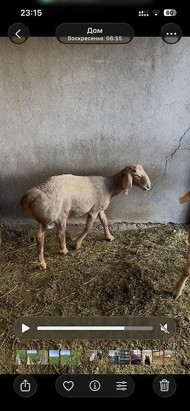 коты вязка: Продаю | Овца (самка) | Эдильбаевская | Для разведения | Матка — 2