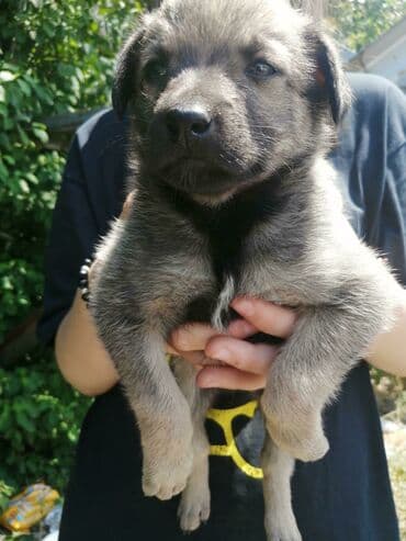 Девочка в добрые руки