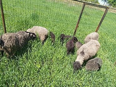 козы бараны: Продаю | Овца (самка) | Для разведения | Матка — 1