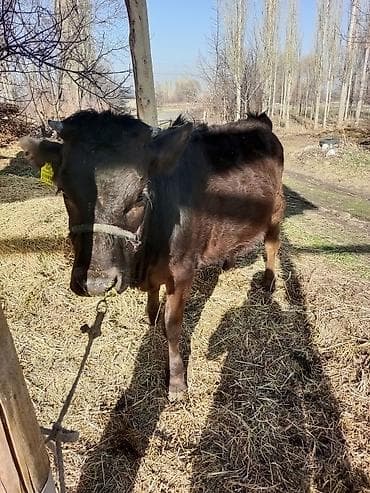 Ветеринар кызматы: Сатам | Кунаажын | Алатоолук | Көбөйтүү үчүн, Сүт алуу үчүн | Кысыр — 7