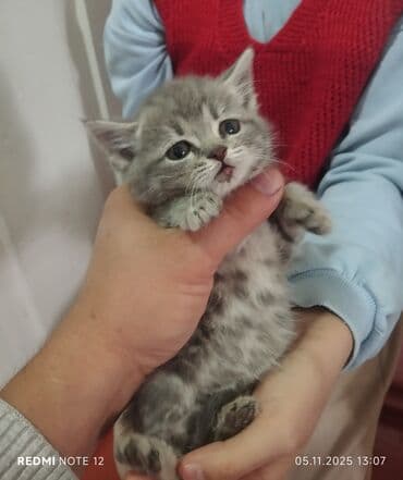 домик для кошек: Пушистый котёнок серого окраса в пятнышко (табби). Круглая мордочка — 1