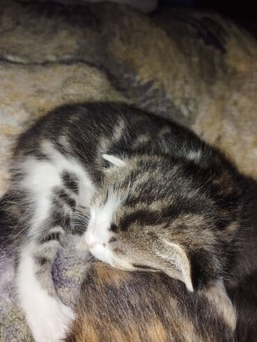 щенки стаффордширского терьера купить: Очаровательные котята 4 шт,2 мальчика и 2 девочки.На фото они — 1