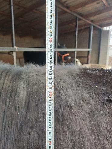 кролики каракол: Сатам | Уй (ургаачы) | Алатоолук | Сүт алуу үчүн | Бооз — 8