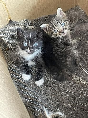Продажа кошек: Котята, помет из нескольких малышей. - Окрас: тигровые — 1