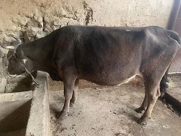 мышык сатам: Сатам | Уй (ургаачы) | Сүт алуу үчүн | Байланган — 2