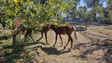 сколько стоит померанский шпиц в бишкеке: Продаю | Жеребенок — 1