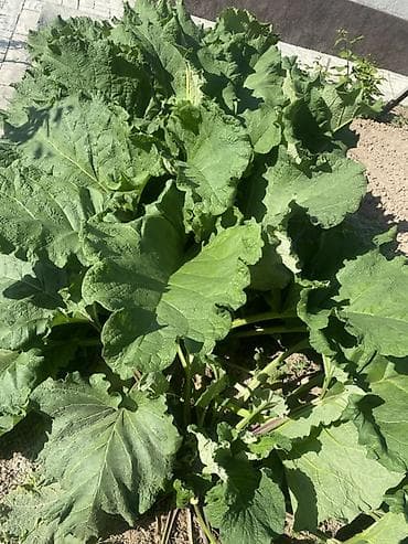 умут ко: Лопух, листья, молодые свежие в Бишкеке. Куст молодой, сажали в — 1