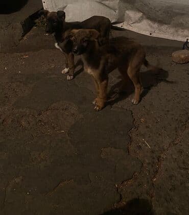 продам собаку: Овчарка, 2 месяца, Самка — 23