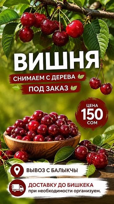 Вишня В розницу