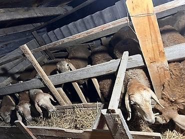 барана: Продаю | Овца (самка), Баран (самец) | Для разведения | Племенные — 2