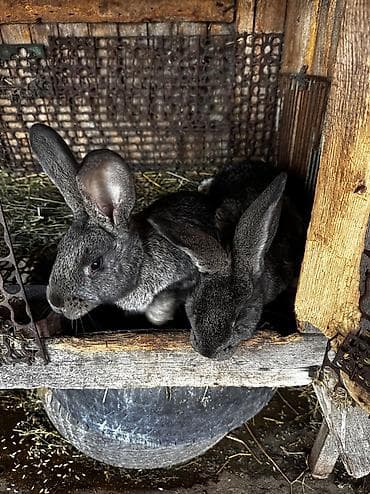 ат жаныбар: Сатам | Коендун бөжөктөрү | Күрөң коен | Көбөйтүү үчүн — 5