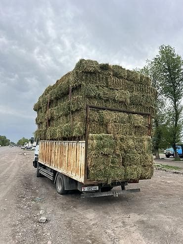 где купить утят: Сено в тюках - Прессованные тюки прямоугольной формы, удобные для — 2