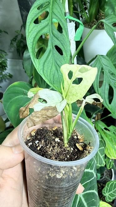 фикус лировидный: Монстера адансони вариегатная (Monstera adansonii variegata) — 3