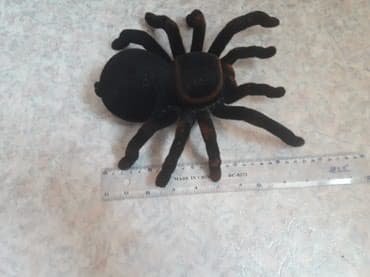 кукла домик: Продаю паук с пультуправлением новый "тарантул"как на фото — 2