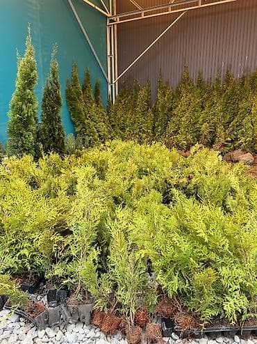 кора для сада: Туя Смарагд - В наличии размеры: 1 м и 2 м (указано на фото). - — 5