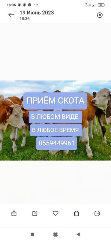 дом для животных: Сатып алам | Жылкылар, аттар, Уйлар, букалар, Башка а/ч жаныбарлары | Союлган, Күнү-түнү, Бардык шартта — 1