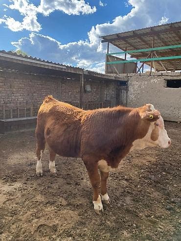 ветеринар вызов дом в бишкеке: Продаю | Бык (самец) | Герефорд | На откорм | Племенные — 1