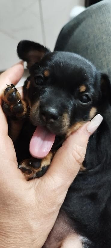 lan кабель бишкек: Щенок мини той-терьер (окрас чёрно-подпалый) Родился в помете один — 6