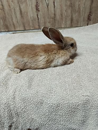 стол для аквариума: Продаю Кроликов декоративных, Отличный выбор для семьи и детей — 3