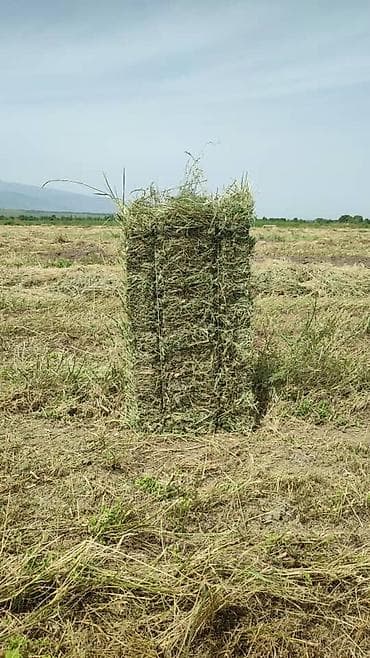 сментал уйлар: Сено в тюках - Прессованные прямоугольные тюки из луговых трав - — 2