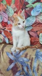 во сколько месяцев стерилизовать кошку: Трое маленьких активных пушистика ищут своего доброго заботливого — 20