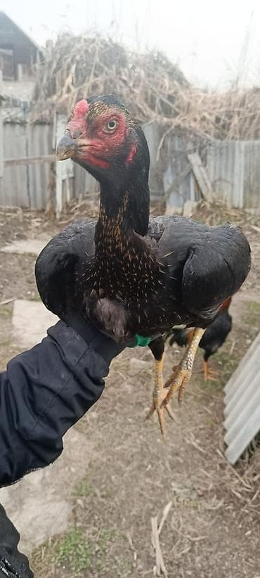 породы кур: Продаю | Куры | Бойцовая | Для боев — 1