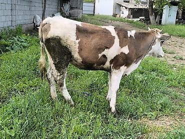 ячмень яровой: Продаю | Тёлка | Для разведения | Привязанные — 9