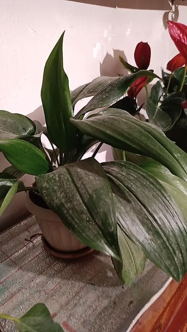 кактус гулу: Комнатные растения в горшках: 1) Кротон (Codiaeum variegatum) - — 10