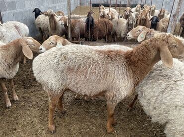 продаю кролов: Продаю | Овца (самка) | Арашан | Для разведения | Матка — 7