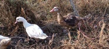 показы 1 354 72 договорная кошка даром британская короткошёрстная 1 год мальчик метис 2 позвонить написать: Продаю уток подростков очень дёшево от тяжёлой линии!Утки разных — 6