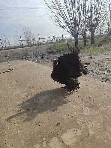 бойцовая птица: Продаю | Индюк (самец) | Для разведения | Племенные — 3