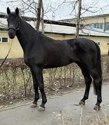 кошка малинкий: Продаю | Кобыла (самка) | Конный спорт — 3