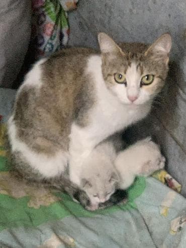 отдам бесплатно котенка: Белоснежный котёнок с голубыми глазами. Описание: - Окрас: чисто — 2