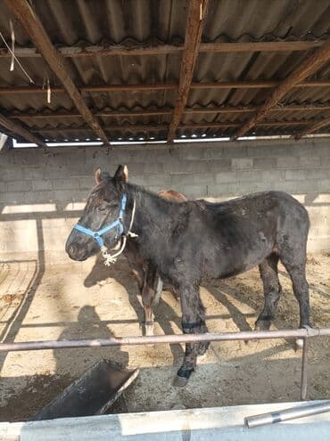 купить собаку доберман в бишкеке: Продаю | Жеребенок | Для разведения — 6