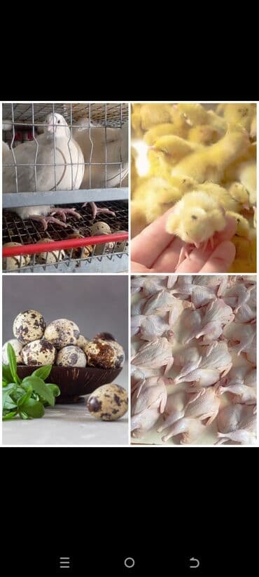 двуспальные деревянные кровати: Кровать двух спальная — 3