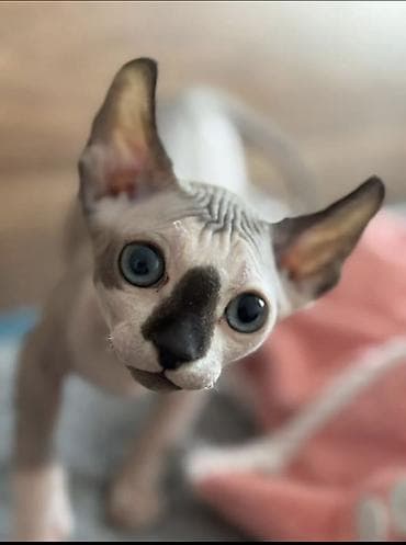 продаю хомяка: Сфинкс, 5 месяцев, Мальчик, Приучена к лотку — 6