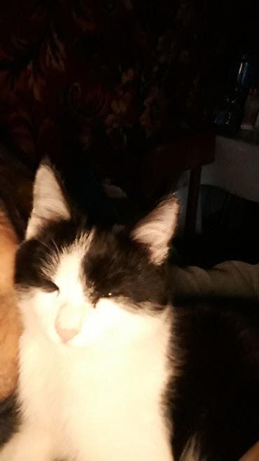 Ищу работу посудомойщицы уборщица в кафе в городе Кара балта или в