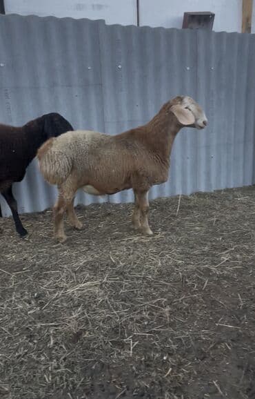 куры минорки: Продаю | Бык (самец) | Для разведения | Племенные — 3