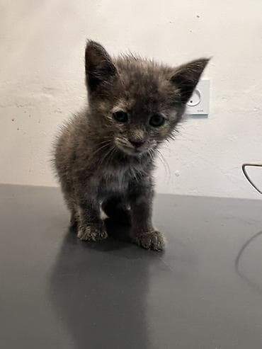 кошка серый: Беспородная, 1 месяц, Мальчик, Серый, Приучена к лотку — 1