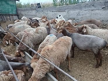 малёк рыбы: Продаю | Овца (самка) | Арашан | На забой, Для разведения | Матка — 2