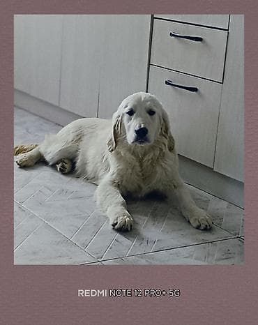 бишкектен уй сатылат: Ретривер, 5 айлык, Ургаачы, Ит тегин тастыктоочу документ — 8