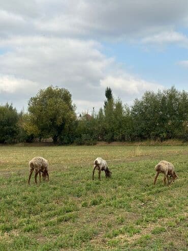 продам козу дойную: Продаю | Овца (самка) | Для разведения | Ярка — 5