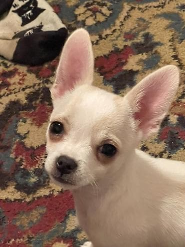 где можно купить кошку в бишкеке: Продаются замечательные щенки — такса и чихуахуа 🐶✨ Ищем заботливых и — 4